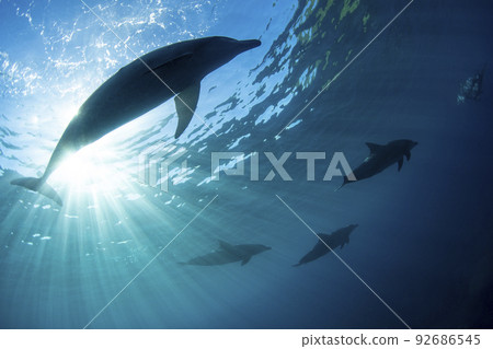 A group of dolphins and sunlight 92686545