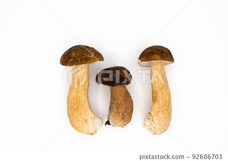 Fresh boletus mushrooms, porcini mushroom isolated on white background Fresh boletus mushrooms, porcini mushroom isolated on white background 92686703