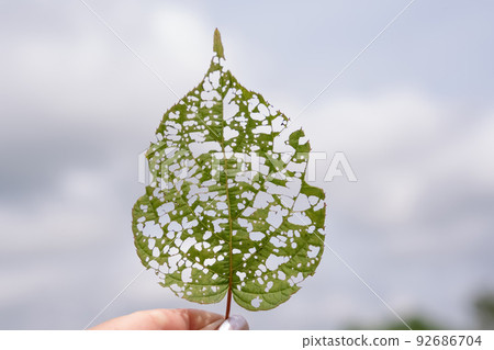 isolated image of an actinidia leaf with holes eaten by caterpillars 92686704