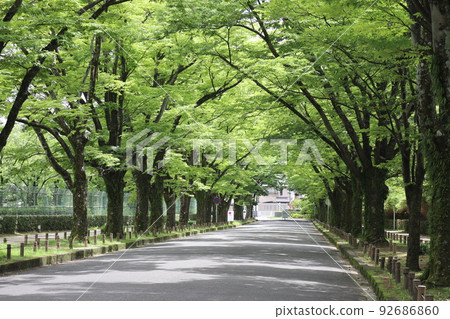 Scenery with a tunnel of zelkova trees lined with green leaves that feels full of sunshine, roads and promenades Scenery with a tunnel of zelkova trees lined with green leaves that feels full of sunshine, roads and promenades 92686860