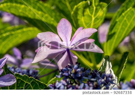 Morning hydrangea. Morning hydrangea. 92687338