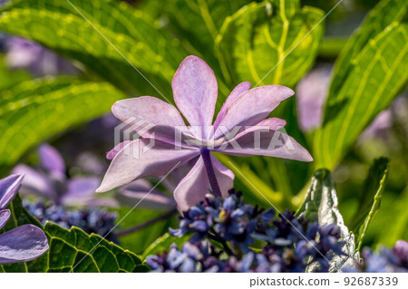 Morning hydrangea. 92687339
