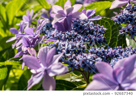 Morning hydrangea. 92687340