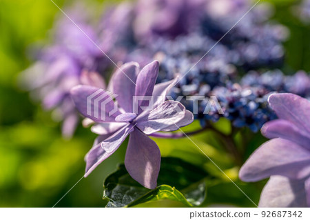 Morning hydrangea. 92687342