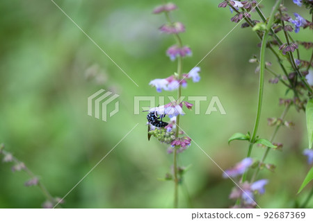 Blue bee that brings happiness (Namirurimon bee) Blue bee that brings happiness (Namirurimon bee) 92687369