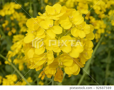 春花/亮黃色“油菜花” 92687389