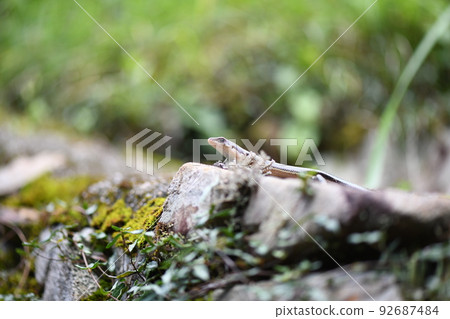 summer Japanese lizard (Japanese lizard) 92687484