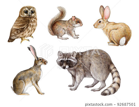 Hand drawn forest animals set. Realistic raccoon, squirrel, bunny, rabbit, owl illustrations. Wildlife forest and park cute animal set on white background 92687501