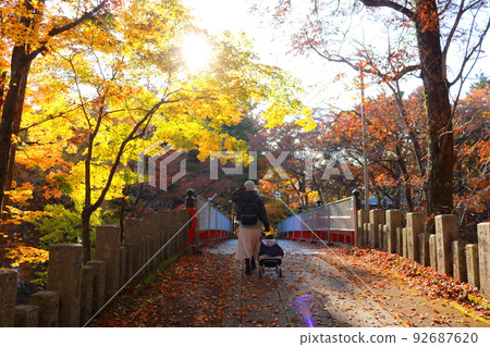 獨自旅行秋葉狩獵的女人在落葉林中行走的背影 獨自旅行秋葉狩獵的女人在落葉林中行走的背影 92687620
