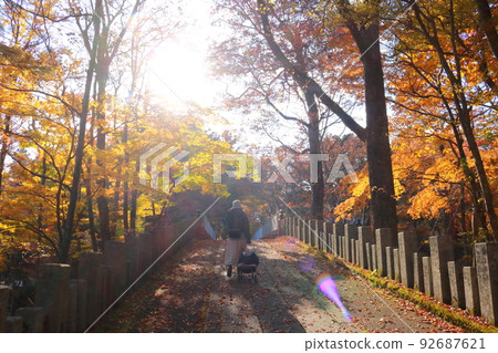 獨自旅行秋葉狩獵的女人在落葉林中行走的背影 獨自旅行秋葉狩獵的女人在落葉林中行走的背影 92687621