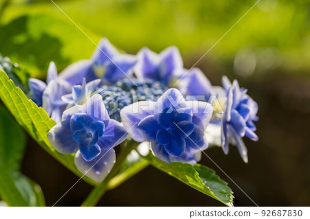 Morning hydrangea. Morning hydrangea. 92687830