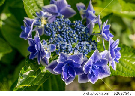 早上的繡球花。 92687843