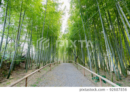 Small path of bamboo grove in Odai Park Small path of bamboo grove in Odai Park 92687856