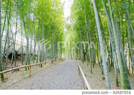 五台公園竹林小徑 92687858