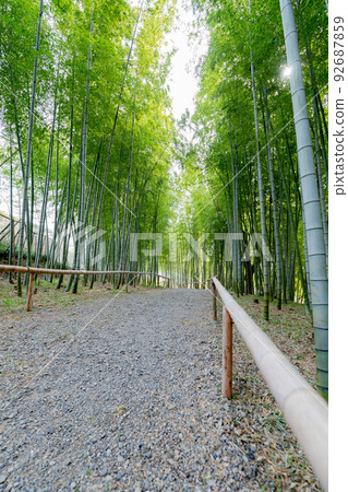 五台公園竹林小徑 92687859
