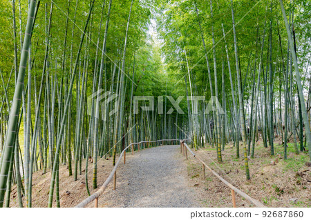 五台公園竹林小徑 92687860