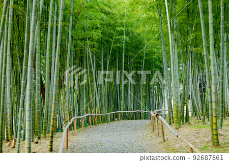 五台公園竹林小徑 92687861