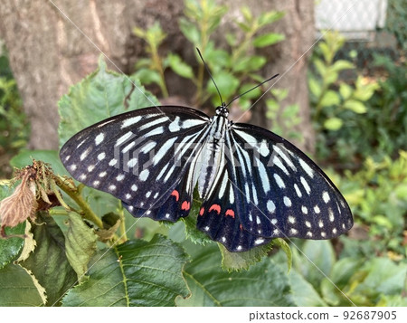 Red-bellied butterfly (butterfly) (invasive species) (Chiba Prefecture) (Funabashi City) Red-bellied butterfly (butterfly) (invasive species) (Chiba Prefecture) (Funabashi City) 92687905