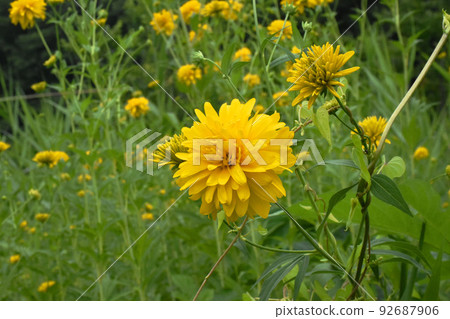 A plant designated as a specific alien species under the Invasive Alien Species Act Yaezaki Hangonso 92687906