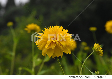 A plant designated as a specific alien species under the Invasive Alien Species Act Yaezaki Hangonso 92687909