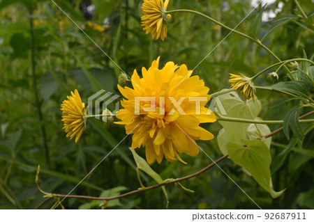 A plant designated as a specific alien species under the Invasive Alien Species Act Yaezaki Hangonso A plant designated as a specific alien species under the Invasive Alien Species Act Yaezaki Hangonso 92687911