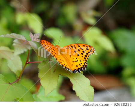 Black-winged fritillary (male) spreads its wings after perched on a leaf Black-winged fritillary (male) spreads its wings after perched on a leaf 92688235