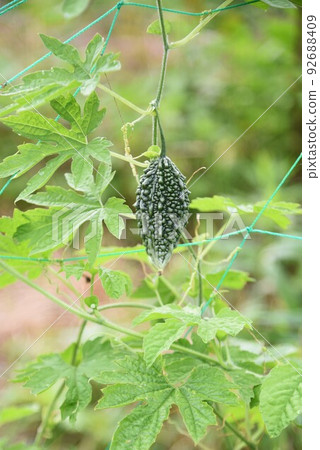 "King of Summer Vegetables" Bitter gourd cultivation/home garden "King of Summer Vegetables" Bitter gourd cultivation/home garden 92688409