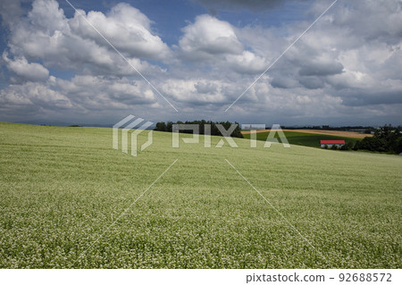 buckwheat field hill buckwheat field hill 92688572