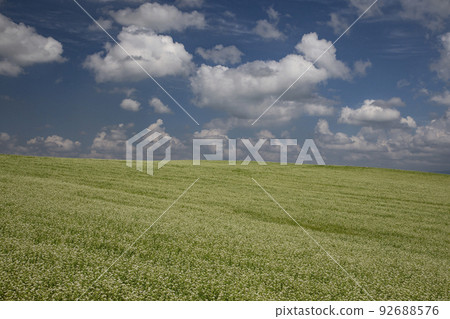 buckwheat field hill 92688576
