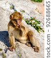 Young Gibraltar Rock monkey 92688665