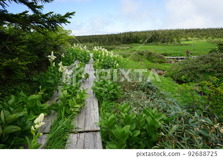 Summer Hachimantai is a flower garden Wetland 92688725