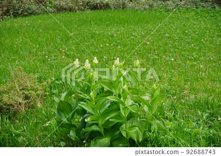 Summer Hachimantai is a flower garden Wetland 92688743