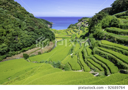 Terraced rice fields in Hamanoura with beautiful ears of rice swaying in the wind (Genkai Town, Saga Prefecture) 92689764