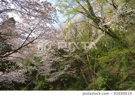 野生烏鴉 92689819