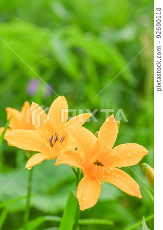 Alpine plants blooming on the ridgeline of the Northern Alps Large yellow day lilies that bloom during the day and wither at night 92690118