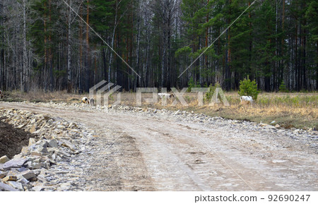 The country road turns into the forest. Cows graze along the road. Photo project `Country roads`. The country road turns into the forest. Cows graze along the road. Photo project `Country roads`. 92690247
