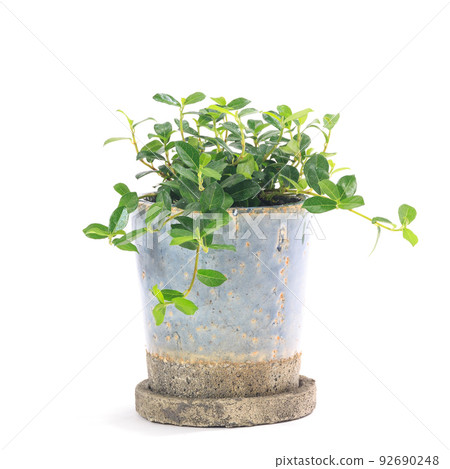 Potted plant of Ficus Shangri-La, a foliage plant and vine banyan tree [white background] 92690248