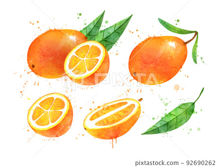 Watercolor vector illustration of Kumquat fruit 92690262