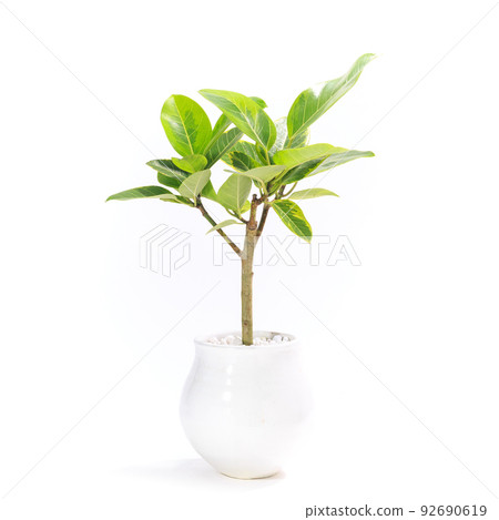 Ficus altissima 盆栽，觀葉植物 [白色背景] 92690619