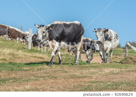 Cows of Vosges breed descending from mountain to go milking. 92690629