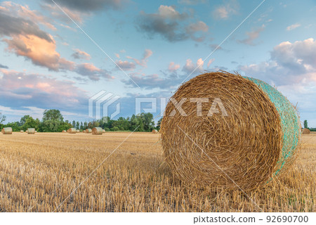 Straw rolls in field of harvested cereals. Straw rolls in field of harvested cereals. 92690700