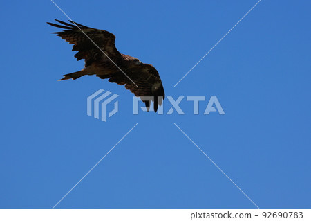 瞄準獵物 92690783