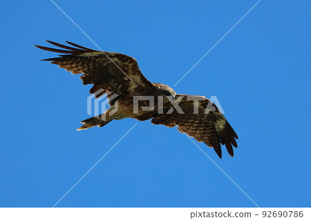 Aim at prey 92690786