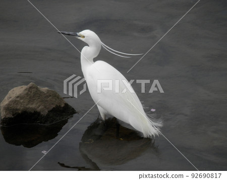 A little egret / walking in a shallow river looking for food 92690817