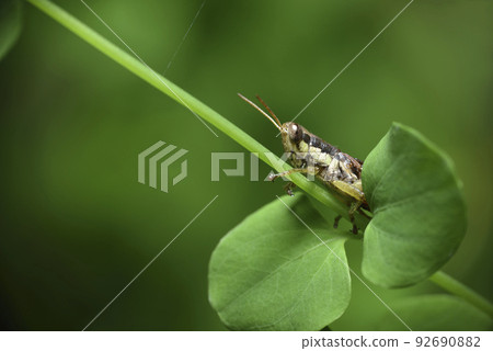 棲息在植物上的蚱蜢昆蟲生物 92690882