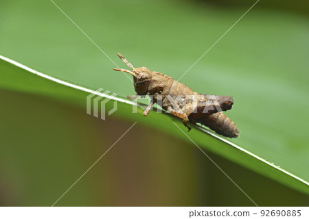 棲息在植物上的蚱蜢昆蟲生物 92690885