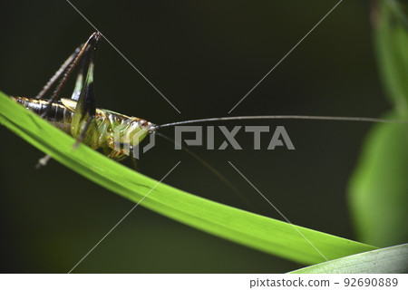 棲息在植物上的蚱蜢昆蟲生物 92690889