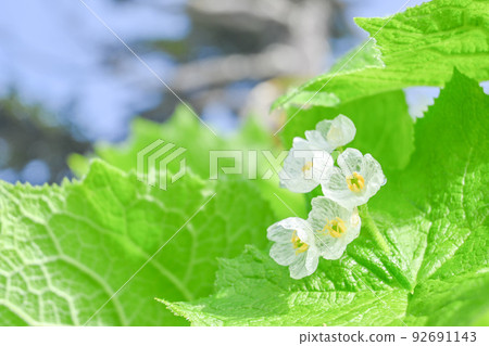 Alpine plants that bloom on the ridgeline of the Northern Alps, a glasswork-like skeleton flower that becomes transparent when it gets wet in the rain 92691143