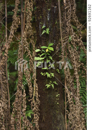 Dry snakewood leaves and growing plant seedlings in the forest Dry snakewood leaves and growing plant seedlings in the forest 92691162