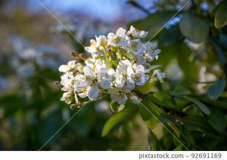 Mexican orange blossom in spring 92691169
